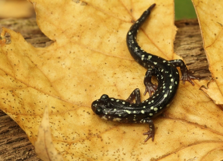 Slimy Salamander